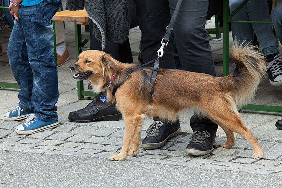 183-Gegendtaler-Erntedankfest&20Jahre-stadt-radenthein
