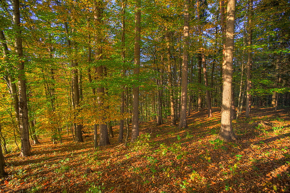 IMG_3646_5_7HDR